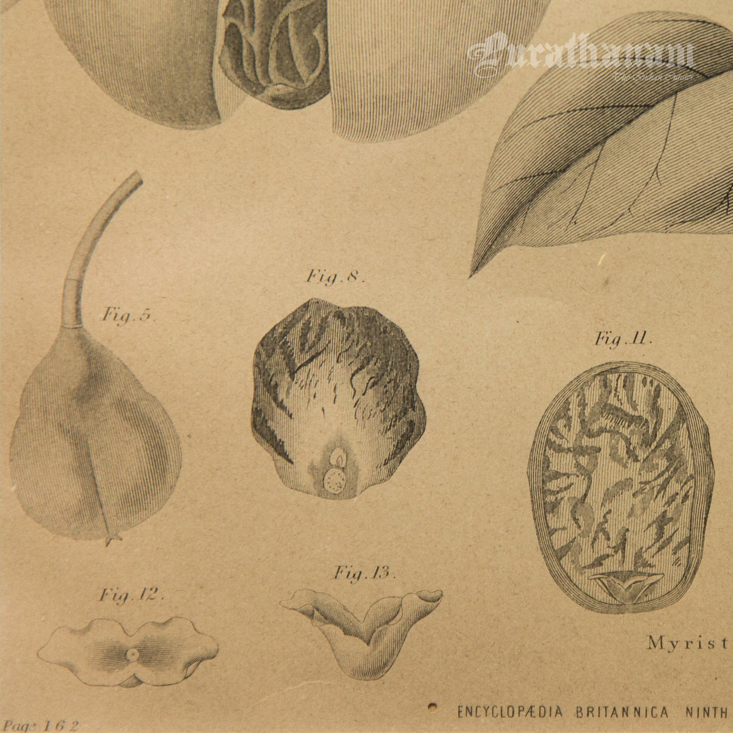 Myristica Moschata - Nutmeg