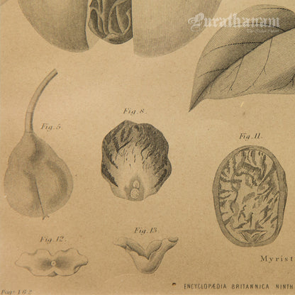 Myristica Moschata - Nutmeg