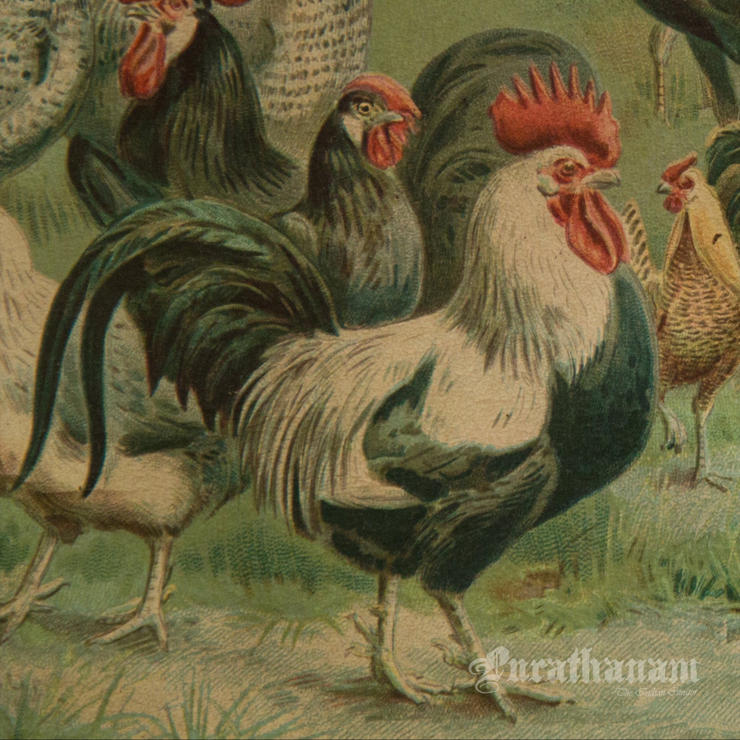 Hens & Cocks - Bird Art / Avian Art - Chromolithograph Print