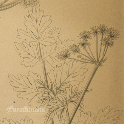 Enanthe Crocata - Hemlock Water Dropworts