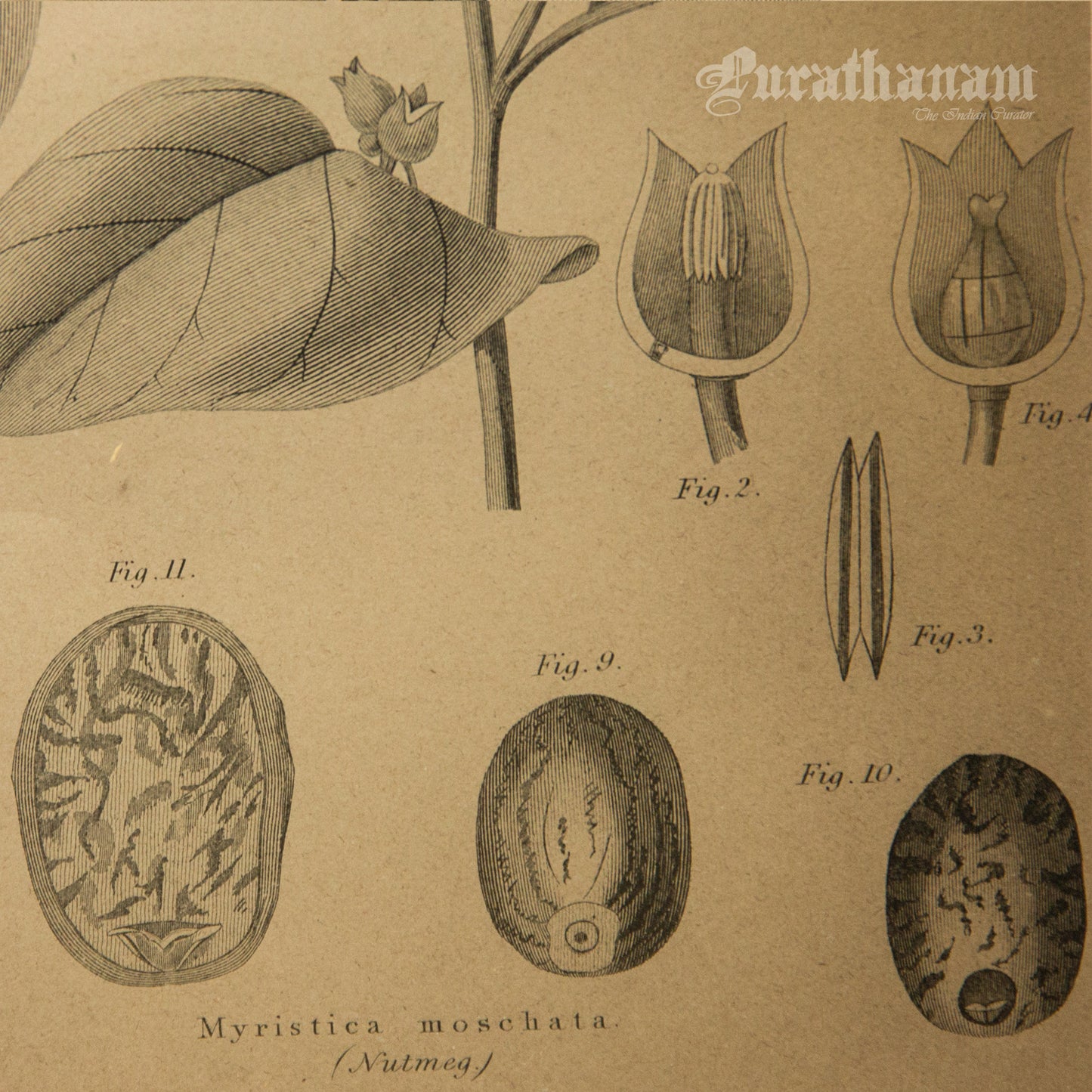 Myristica Moschata - Nutmeg