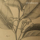 Myristica Moschata - Nutmeg