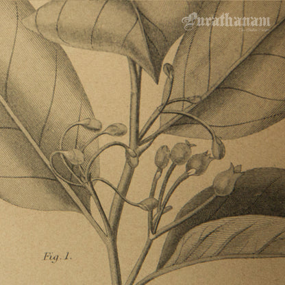 Myristica Moschata - Nutmeg