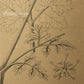 Enanthe Crocata - Hemlock Water Dropworts
