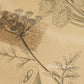Enanthe Crocata - Hemlock Water Dropworts