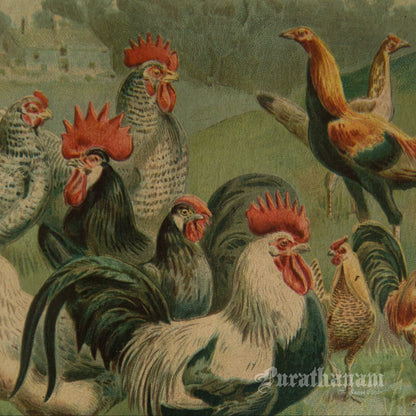 Hens & Cocks - Bird Art / Avian Art - Chromolithograph Print